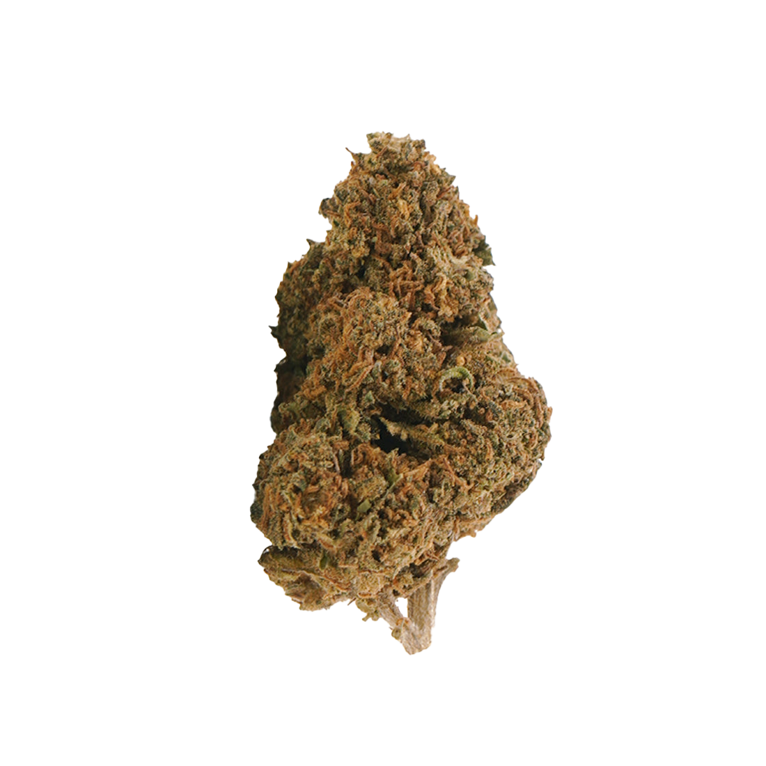 Jack Herer CBD : histoire et profil d'une variété légendaire