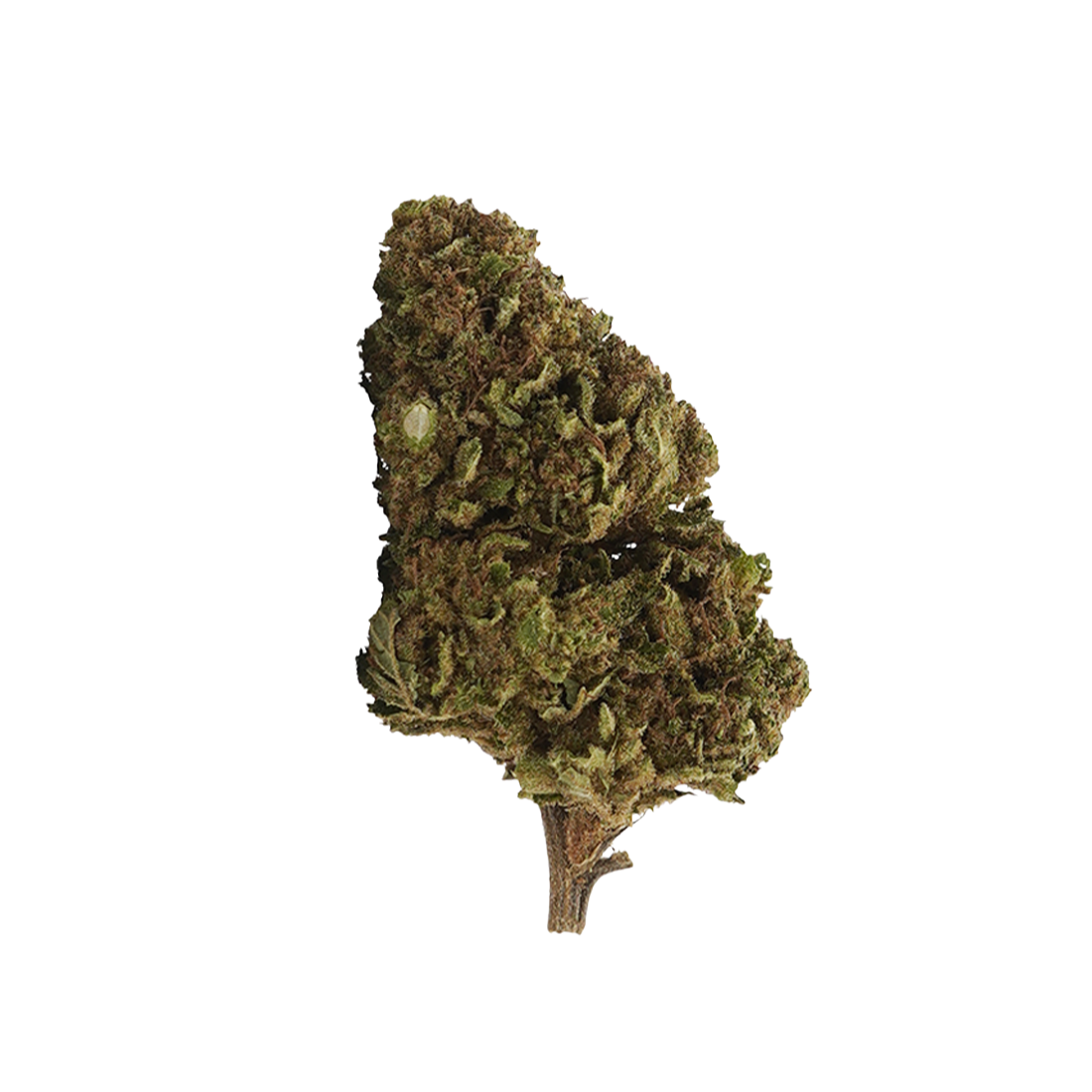 White Widow 10-OH-HHC – fleur 10-OH-HHC BUDZ DISTRICT